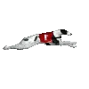 Greyhound racing